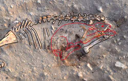 A non-linear prediction model for ageing foetal and neonatal sheep reveals basic issues in early neolithic husbandry